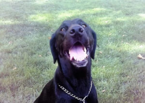 a friendly black dog. New Hope for Eastern Oregon Animals
