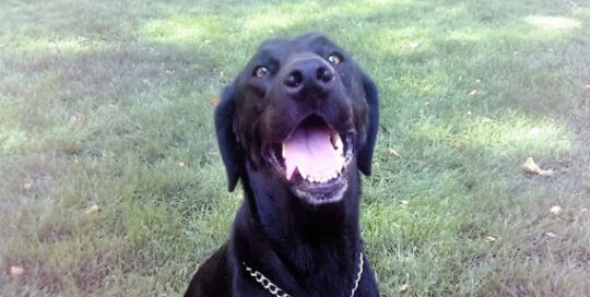 a friendly black dog. New Hope for Eastern Oregon Animals